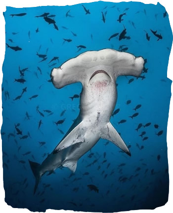 Scalloped Hammerhead Shark