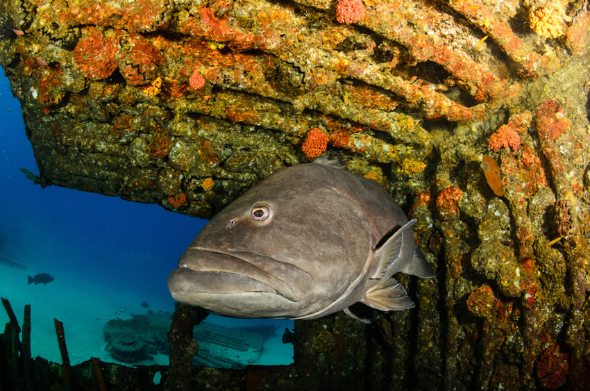 LR-Big_Gulf_grouper_resting_in_a_shipwreck_reefs_of_Sea_of_Cortez_(Copyrigth-shutterstock_251339779)11.jpg