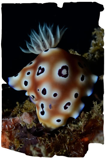 Nudibranch, Donggla in Sulawesi