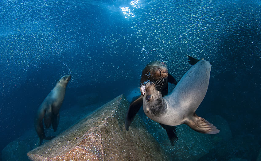 LR-Californian_sea_lions_playing_amongst_bait__Sea_of_Cortes_(Copyrigth-shutterstock_429698743)11.jpg
