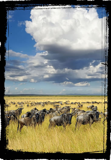 Wildebeest Migration, Kenya