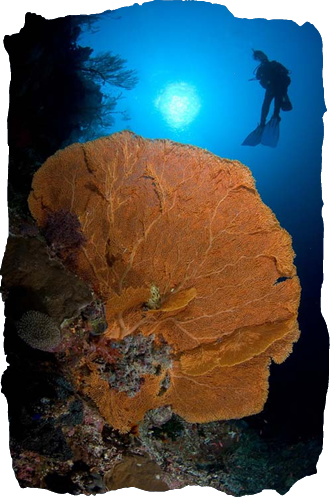 Diving the Philippines