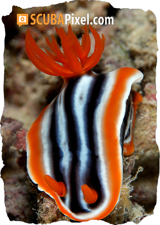 Diving the Philippines