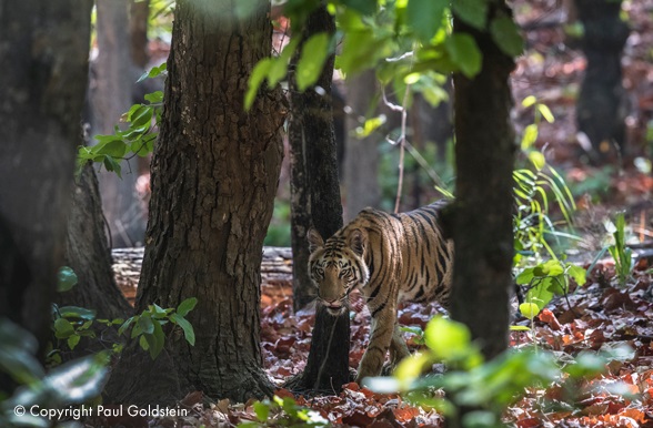 3 steder å oppleve bengalske tigre i det fri