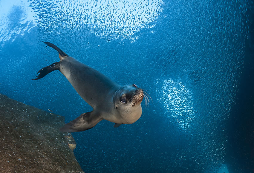 LR-Californian_sea_lion_Los_Islotes_Sea_of_Cortes_(Copyrigth-shutterstock_429698791)11.jpg