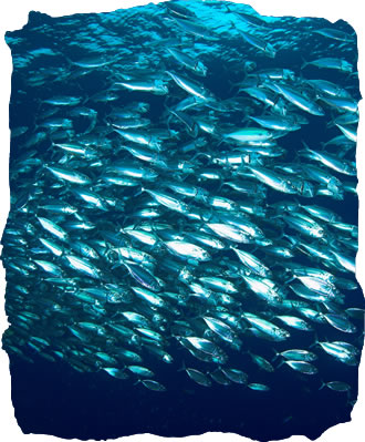 Diving Tufi, Papua New Guinea