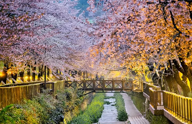 Utforsk det mangfoldige Sør-Korea, fra pulserende storbyer til idylliske landskap. Opplev den rik...